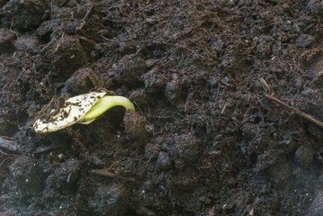 small green plant growing in ground germinating from seeds springtime summer nature process