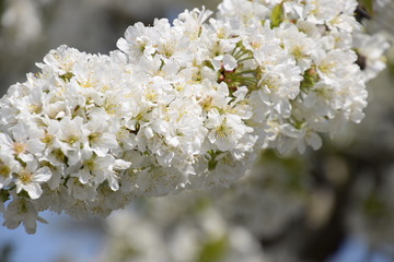 Prunus avium Flowering cherry. Cherry flowers on a tree branch