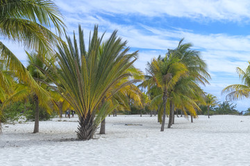 Obraz premium Heavenly place on earth, sun and sand with palm trees by the sea