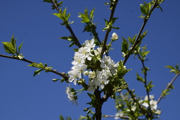 Prunus avium Flowering cherry. Cherry flowers on a tree branch