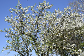 Flowering plum garden