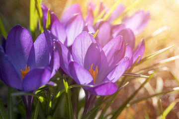 springtime, crocuses in a bath of sunlight