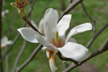 Fototapeta na wymiar The first flower of a white magnolia on bare branches of a tree