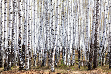 Obraz premium Wiosna w lesie brzozowym