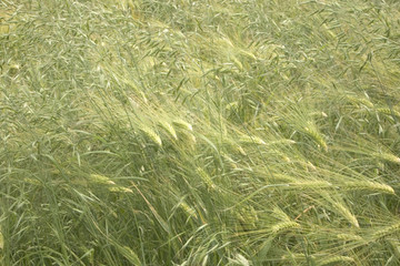 Green texture background