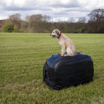 Laughing Dog Posing On A Black Silage Bag In A Field