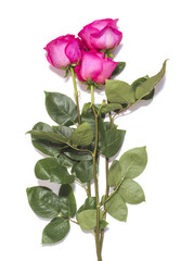 Obraz premium pink rose flowers on white background