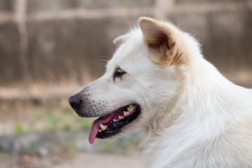 Obraz premium close up face a dog with open mouth.