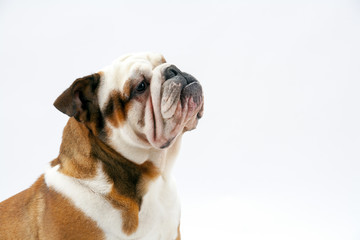 A young traditional British Bulldog sits patiently on a white seamless background looking upwards at his mistress