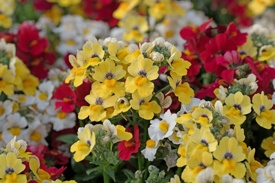 Elfenspiegel, Nemesia, Sunsatia