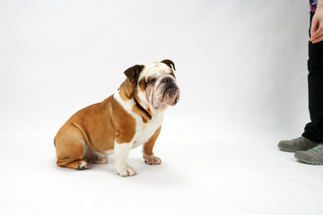 A young traditional British Bulldog waits obediently on a white seamless background to be offered a treat