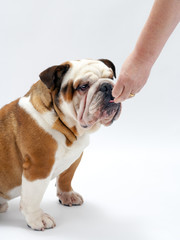 A young traditional British Bulldog waits obediently on a white seamless background to be offered a treat