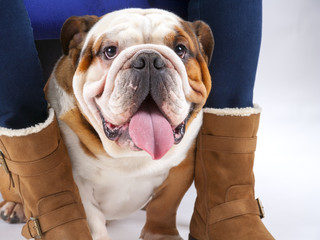 A young traditional British Bulldog sits on a white seamless background under his mistresses chair looking at the camera