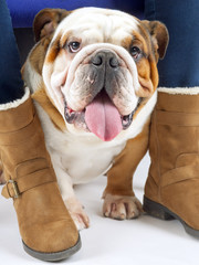 A young traditional British Bulldog sits on a white seamless background under his mistresses chair looking at the camera