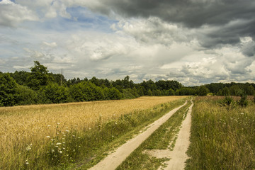 Road to the forest and dark clouds