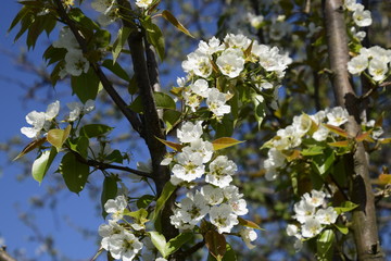 Blooming wild pear in the garden