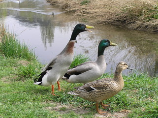 Drei Enten nebeneinander am Bachufer