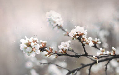 blooming cherry tree branch in spring