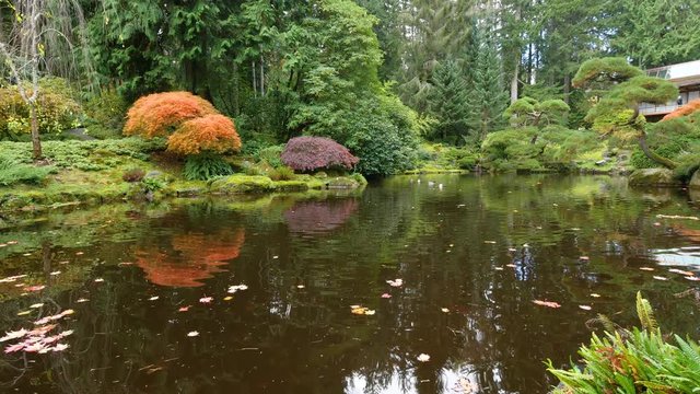 Amazing lake in the autumn park. Nature video. Park landscape. Washington park arboretum, Seattle, WA, USA. 4K, 3840*2160, high bit rate, UHD