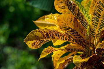 Codiaeum variegatum or croton © Yakov