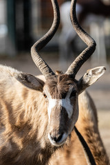 Antilope