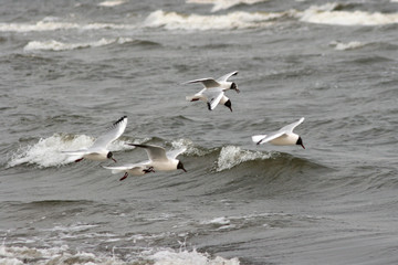 Lachmöwen auf Nahrungssuche an der Ostsee
