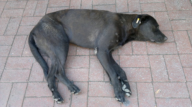 black dog resting from the heat on a brick pavement