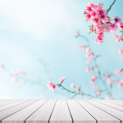 Cerisiers en fleurs sur backgorund. Fleurs roses de Sakura.