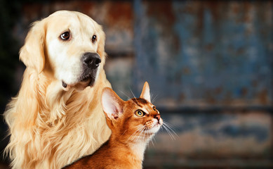 Cat and dog, abyssinian cat, golden retriever together on rusty colorful background, sad anxious...