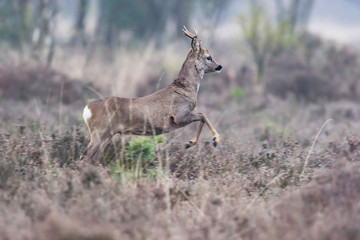 Young roe deer buck running away in field with heather bushes.