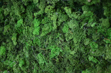 Wall from moss at the exhibition