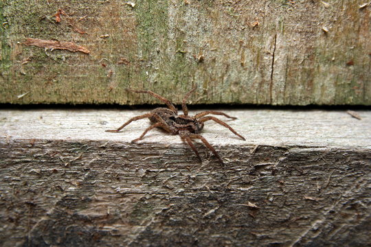 Wolf Spider - Lycosa sp.
