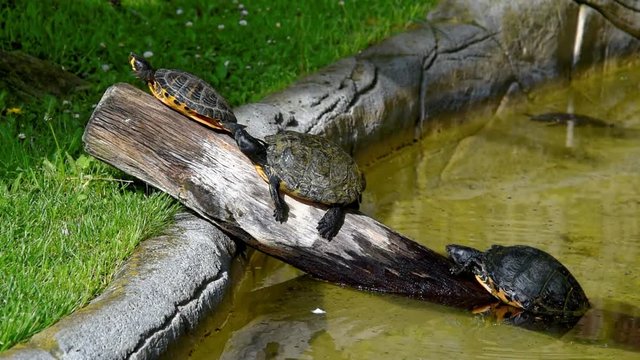 Red-eared slider (Trachemys scripta elegans), also known as the red-eared terrapin
