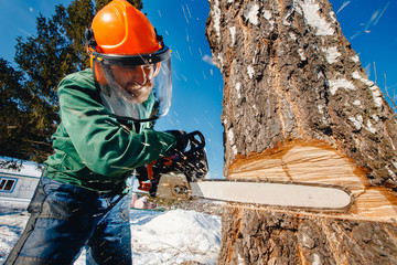 Close-up of woodcutter lumberjack is man sawmill saws tree.