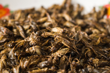 Close-up Many fried  insects crickets It is high protein.