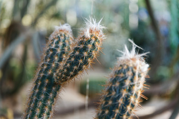 long Cactus blooms colorful white flowers .