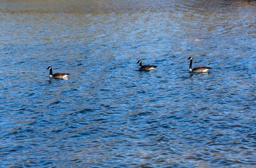 The geese swimming in the lake water on a close up view.