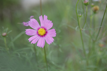 Cosmos Flower.