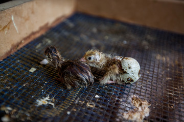 New life newborn