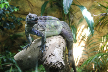  iguana on a branch