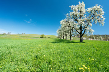 Obraz premium blossoming fruit trees and orchard in a green field with yellow dandelions and a small vineyard in the background