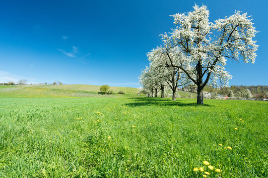 blossoming fruit trees and orchard in a green field with yellow dandelions and a small vineyard in the background