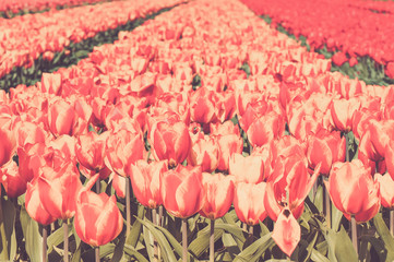 Field of red and striped tulips
