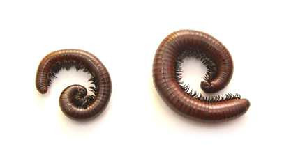 Millipede