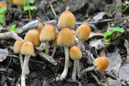 Coprinellus saccharinus mushrooms, inkcap