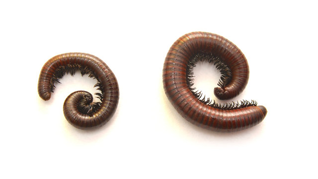 Millipede