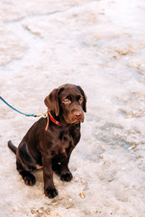 Cute Labrador puppy