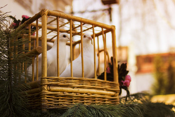 White doves in a wooden cage. Bird in a cage.