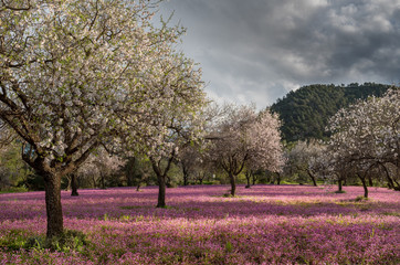 Fototapeta na wymiar Spring beautiful and colorful landscape.