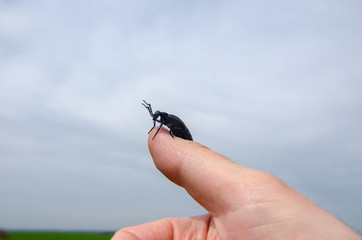 insect sitting on a finger